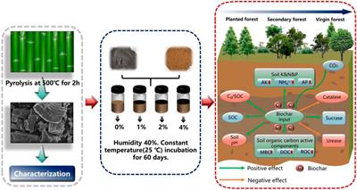Bamboo charcoal application altered the mineralization process of soil organic carbon in different succession stages of karst forest land
